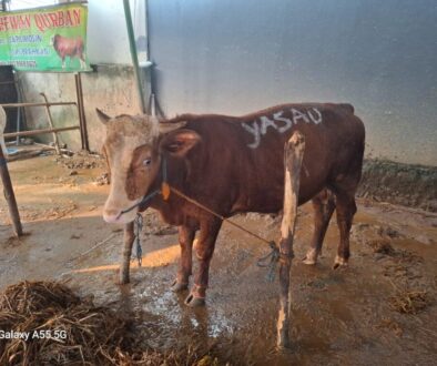 Sapi Yasau Sapi Yasau